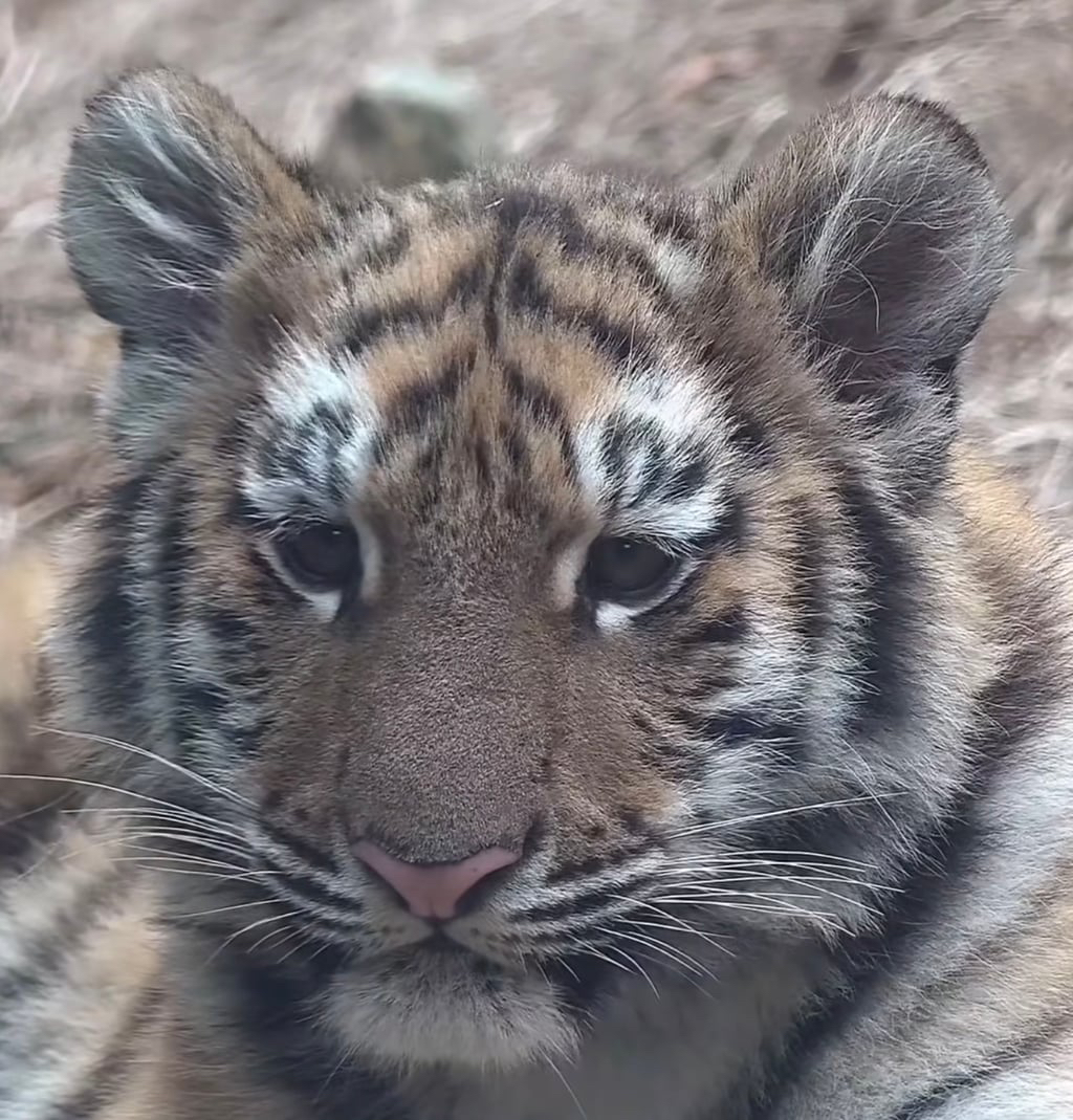 대체-언제쯤-무서워질거냐고-말나오는-설호...jpgif-2-이미지