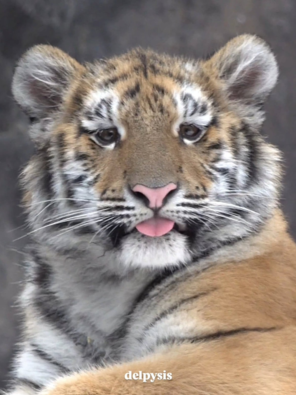 대체-언제쯤-무서워질거냐고-말나오는-설호...jpgif-3-이미지