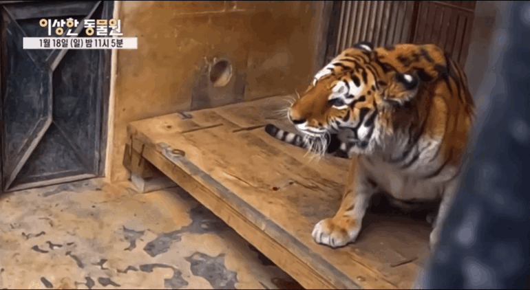 호랑이-내성-발톱-치료를-위해-목숨까지-거는-수의사-4-이미지