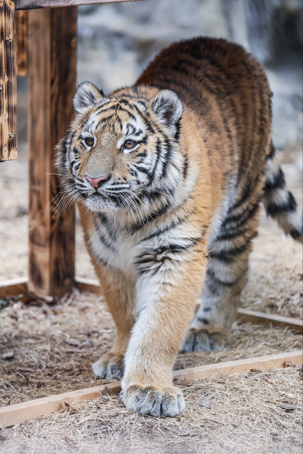 대체-언제쯤-무서워질거냐고-말나오는-설호...jpgif-14-이미지