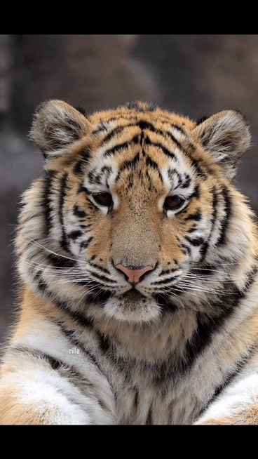 대체-언제쯤-무서워질거냐고-말나오는-설호...jpgif-8-이미지