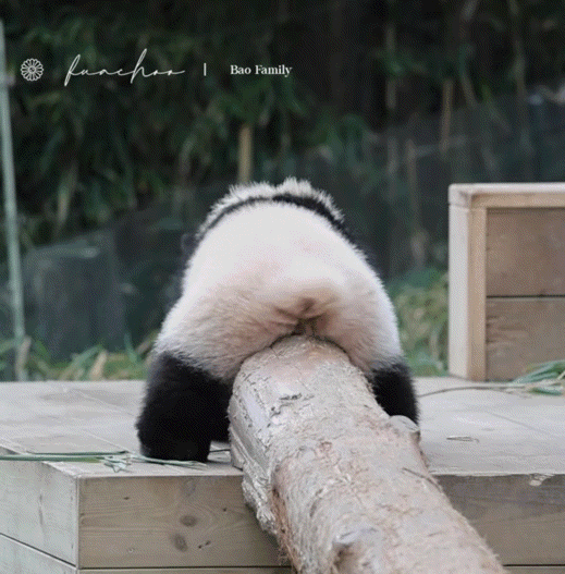 소원을-들어주는-판다-후이바오-22-이미지