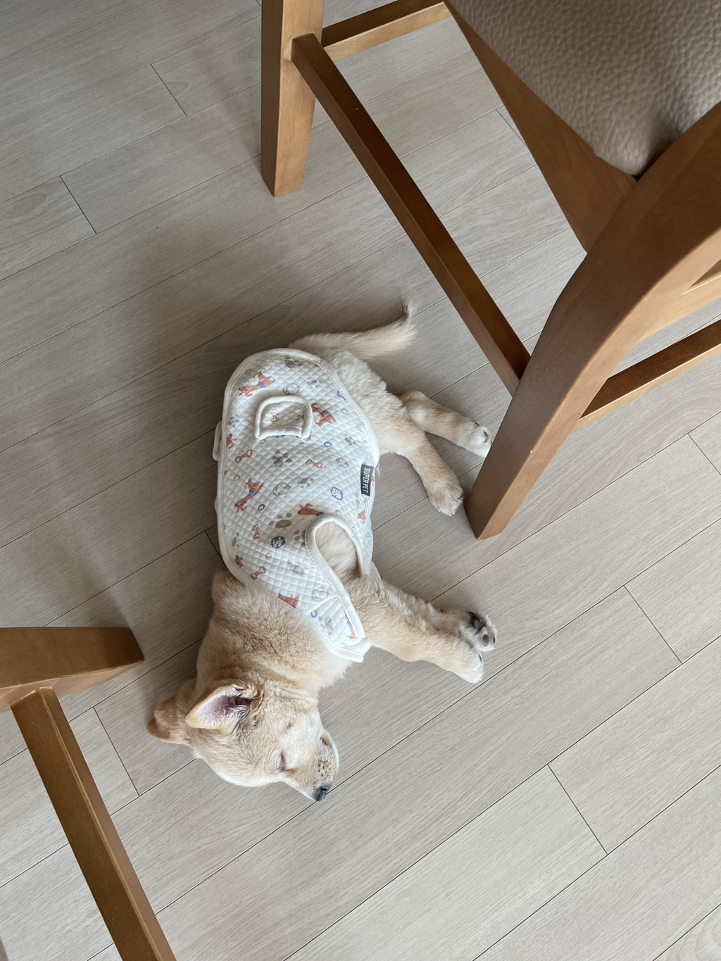 우리-강아지는-퍼피-때는-옷-잘입다가-한살부턴-모든-옷-다-거부하더라..-1-이미지