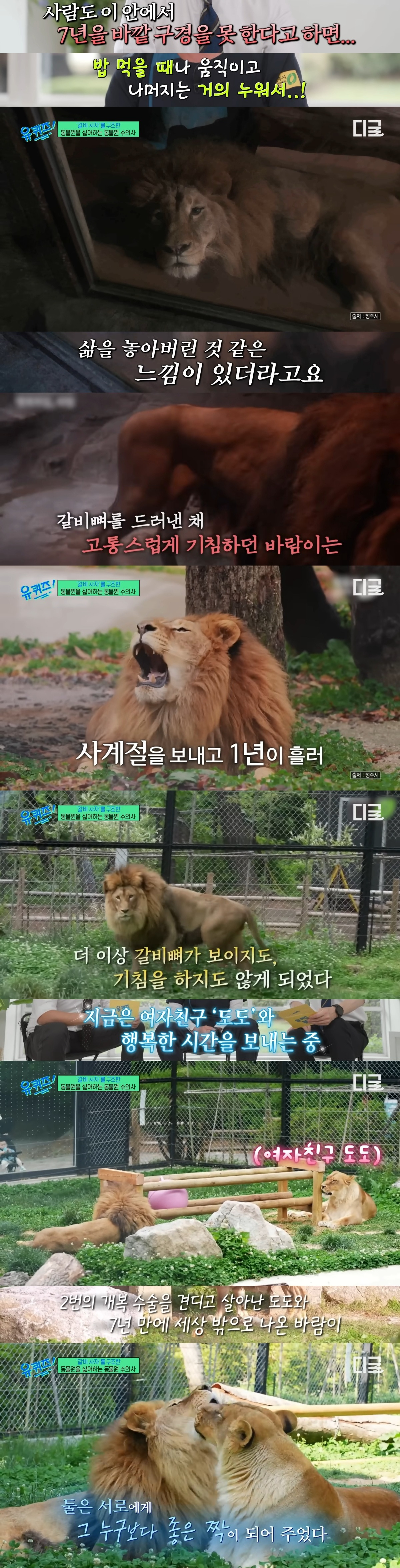 호랑이-내성-발톱-치료를-위해-목숨까지-거는-수의사-16-이미지