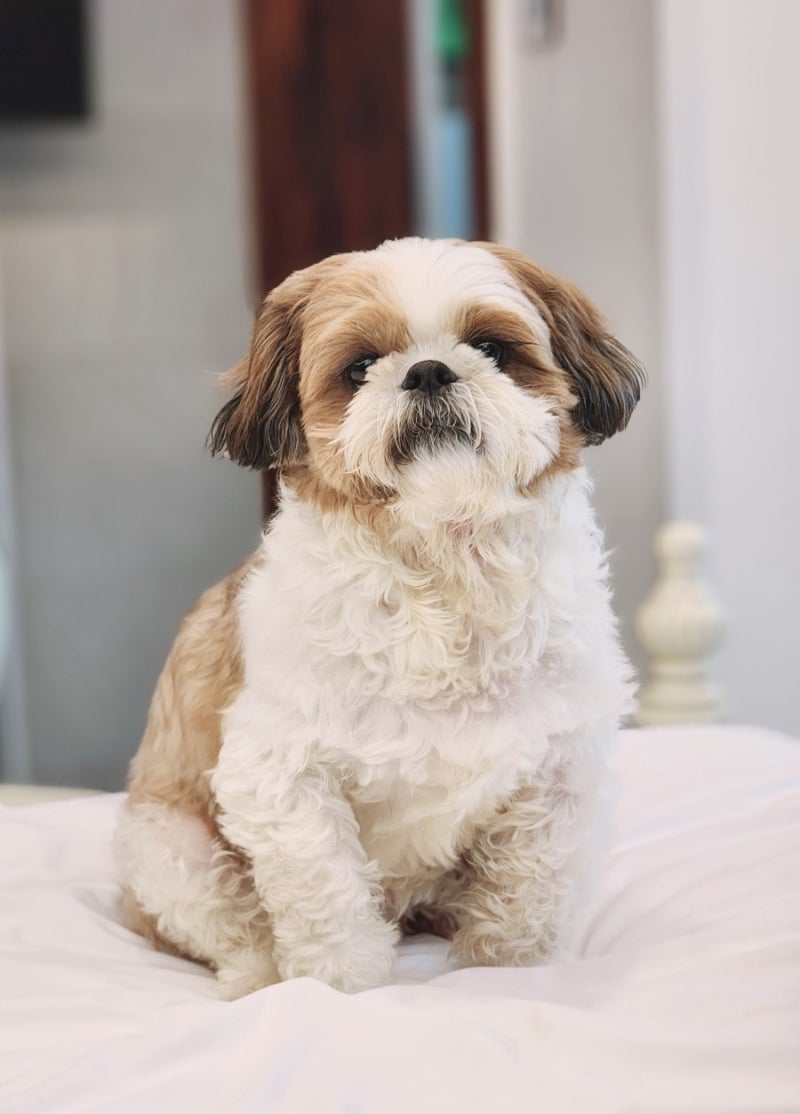 전형적인-반려견처럼-생겼는데-막상-키워-보면-강아지-느낌-잘-안나서-당황한다는-견종-0-이미지