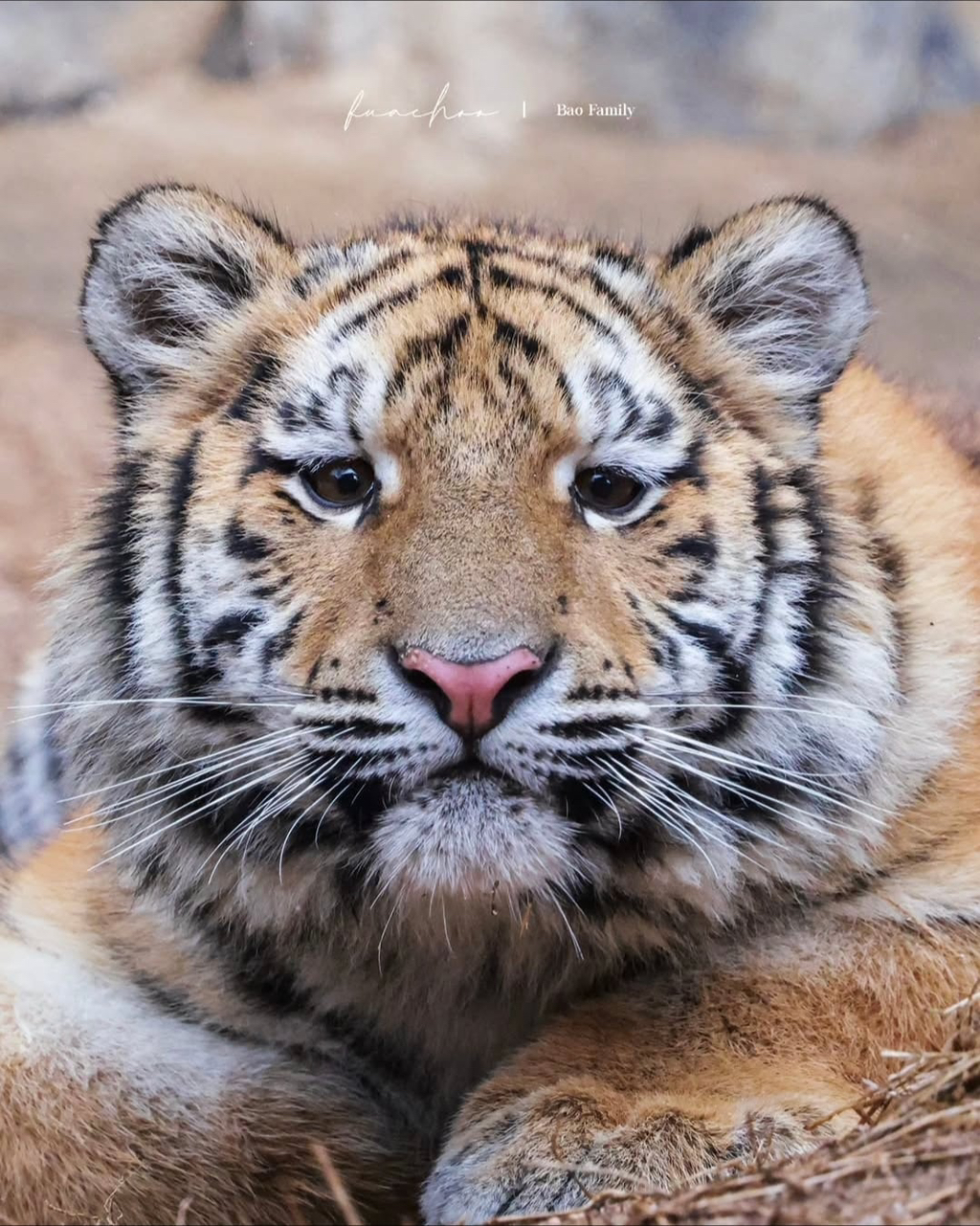 대체-언제쯤-무서워질거냐고-말나오는-설호...jpgif-18-이미지