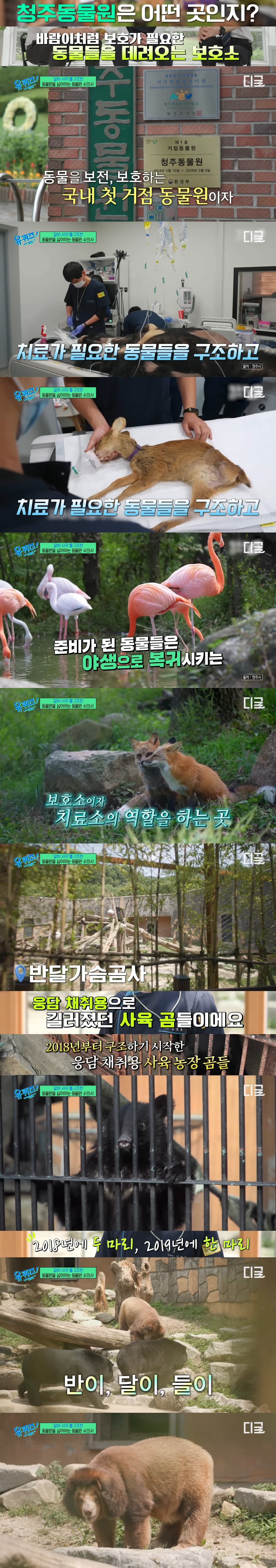 호랑이-내성-발톱-치료를-위해-목숨까지-거는-수의사-17-이미지