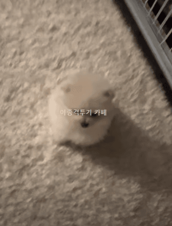 애기-멍멍이-0-이미지