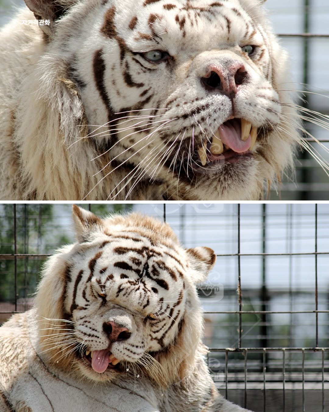 인간의-욕심때문에-남매간-근친교배로-태어난-다운증후군-호랑이-3-이미지