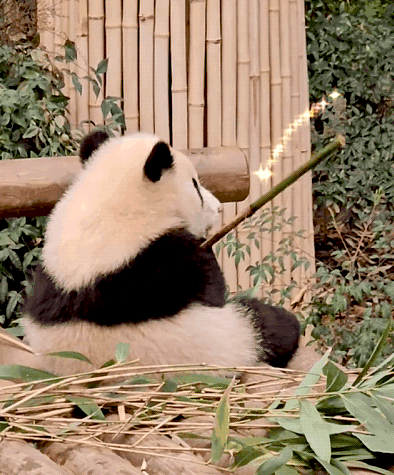 소원을-들어주는-판다-후이바오-12-이미지