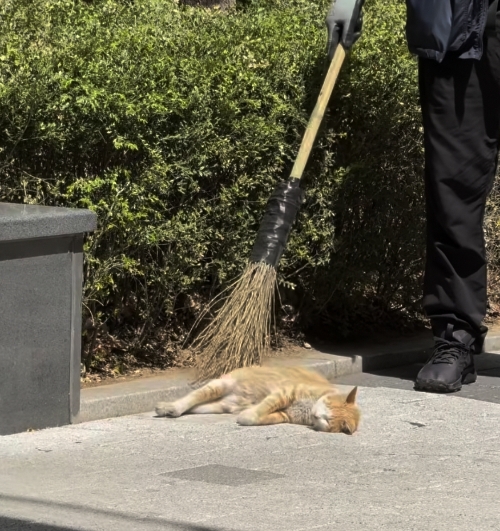 빗자루질-당하는-고양이.gif-0-이미지