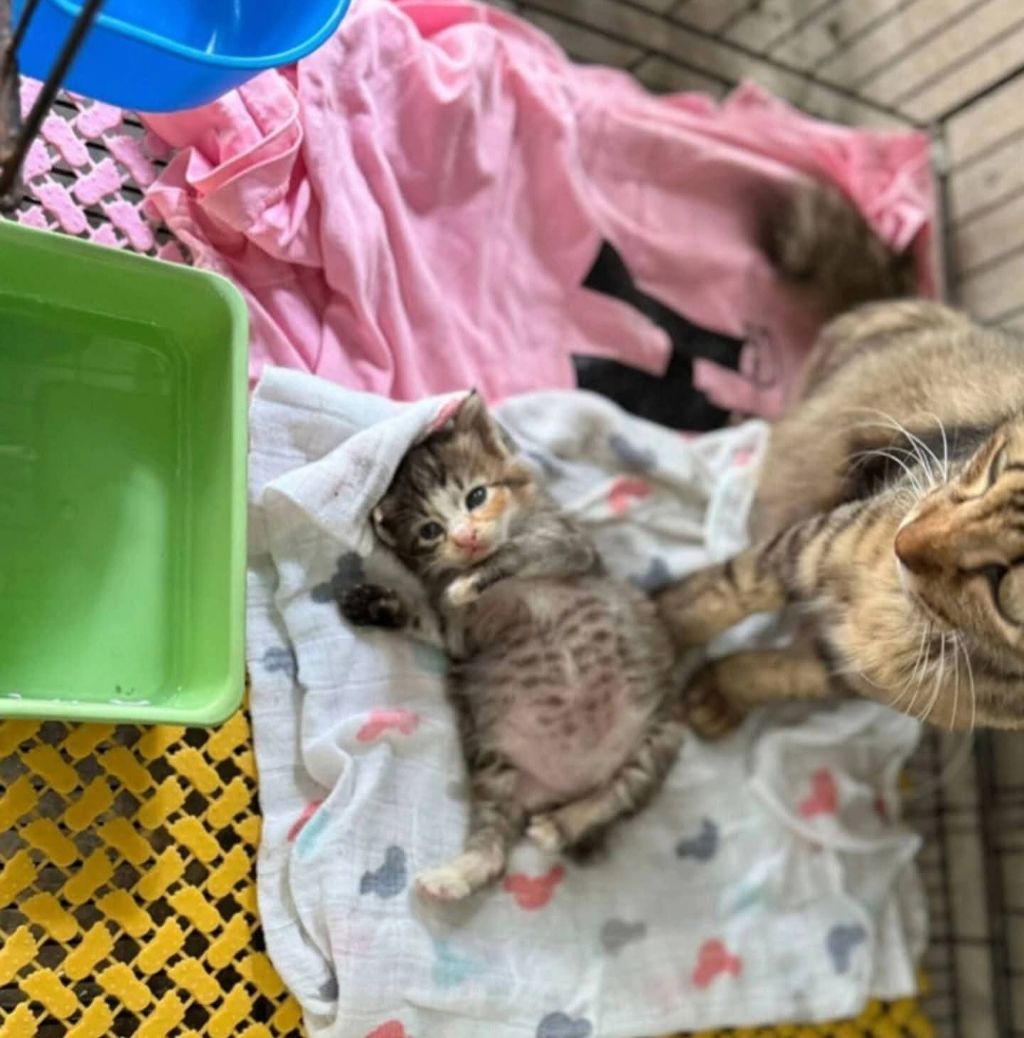 고양이가-외동으로-태어났을경우-0-이미지