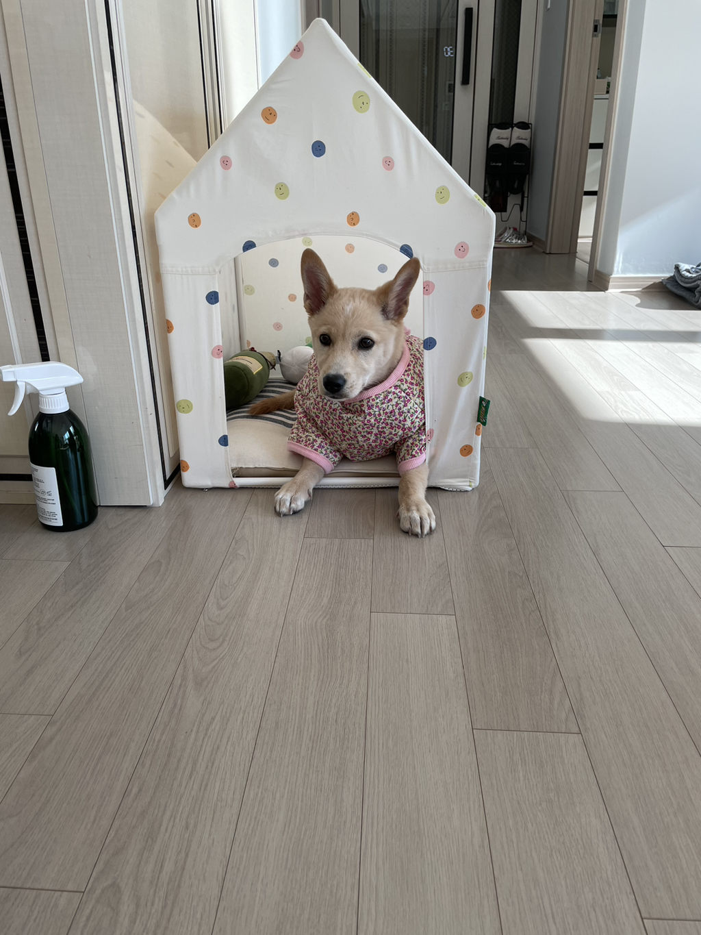 우리-강아지는-퍼피-때는-옷-잘입다가-한살부턴-모든-옷-다-거부하더라..-5-이미지