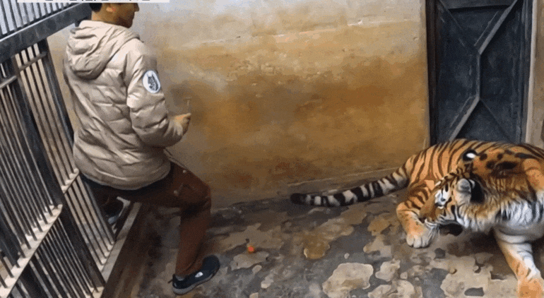 호랑이-내성-발톱-치료를-위해-목숨까지-거는-수의사-9-이미지