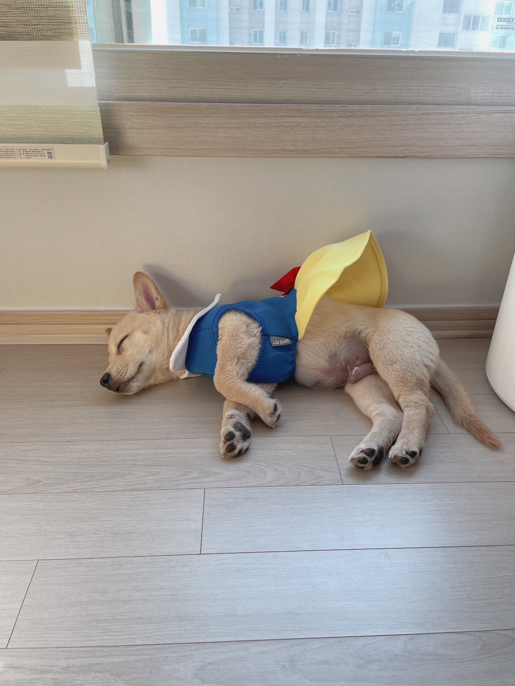 우리-강아지는-퍼피-때는-옷-잘입다가-한살부턴-모든-옷-다-거부하더라..-9-이미지