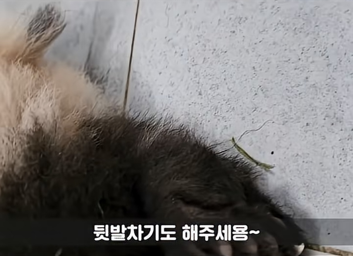 소원을-들어주는-판다-후이바오-5-이미지