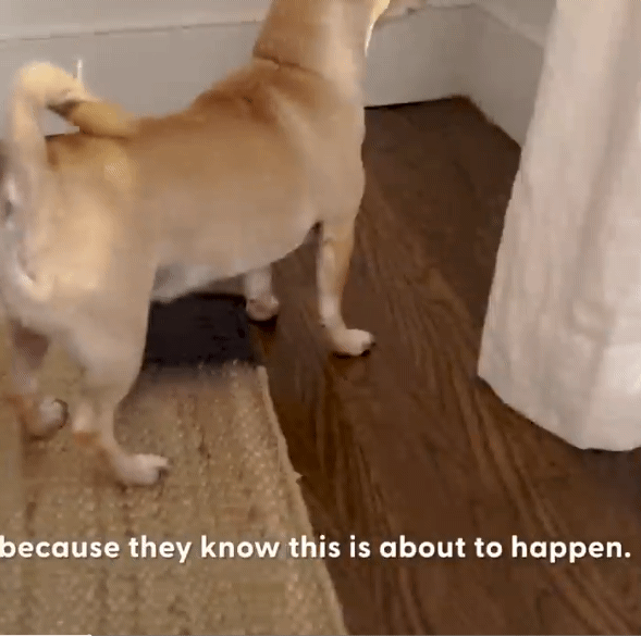 나는-오늘도-쳐들어오는-적군을-처리한다-5-이미지