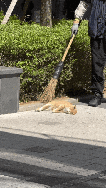 빗자루질-당하는-고양이.gif-1-이미지