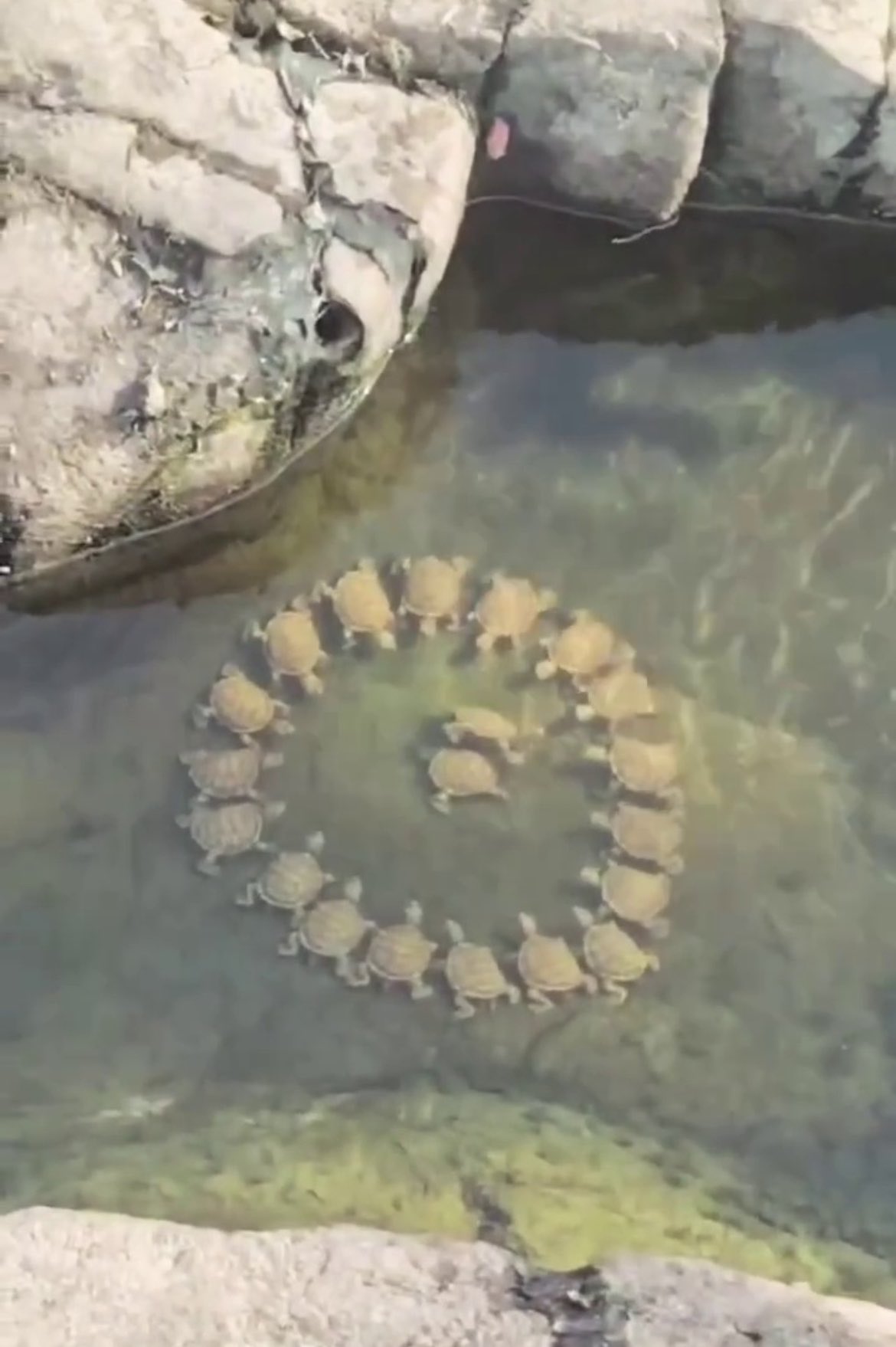 거북이들-뭐하는거지?-0-이미지