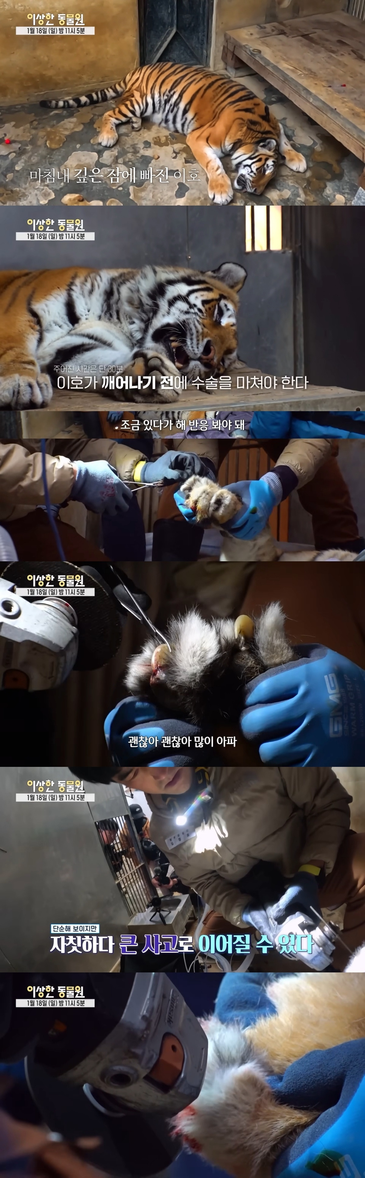 호랑이-내성-발톱-치료를-위해-목숨까지-거는-수의사-10-이미지