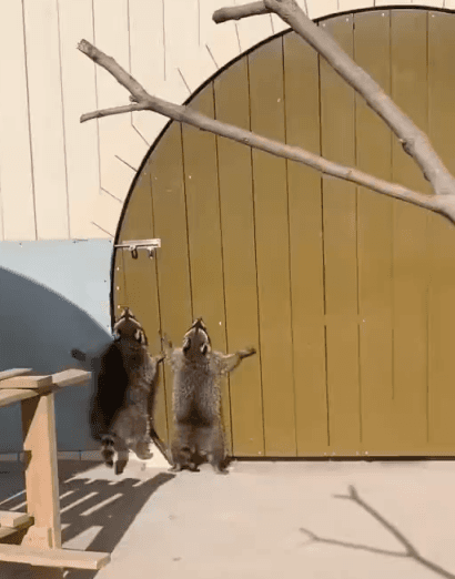 혼자-문-못열어서-친구-데려온-라쿤-1-이미지