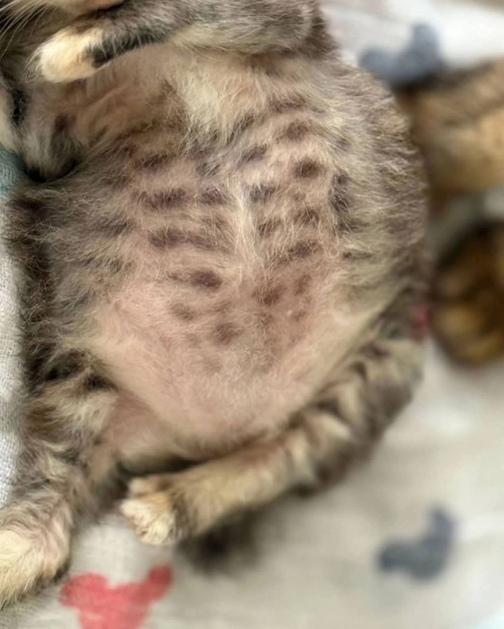 고양이가-외동으로-태어났을경우-4-이미지