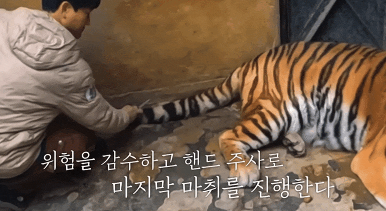 호랑이-내성-발톱-치료를-위해-목숨까지-거는-수의사-8-이미지