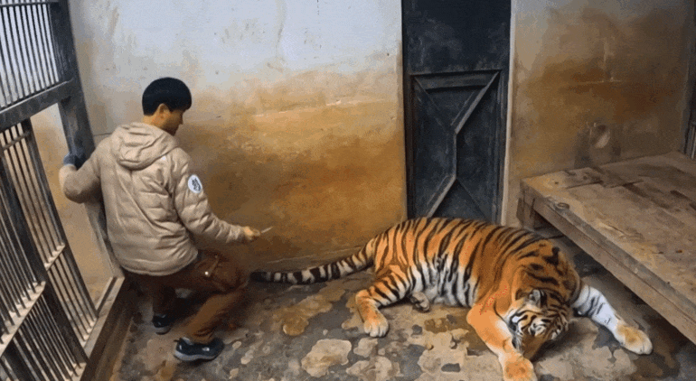 호랑이-내성-발톱-치료를-위해-목숨까지-거는-수의사-7-이미지