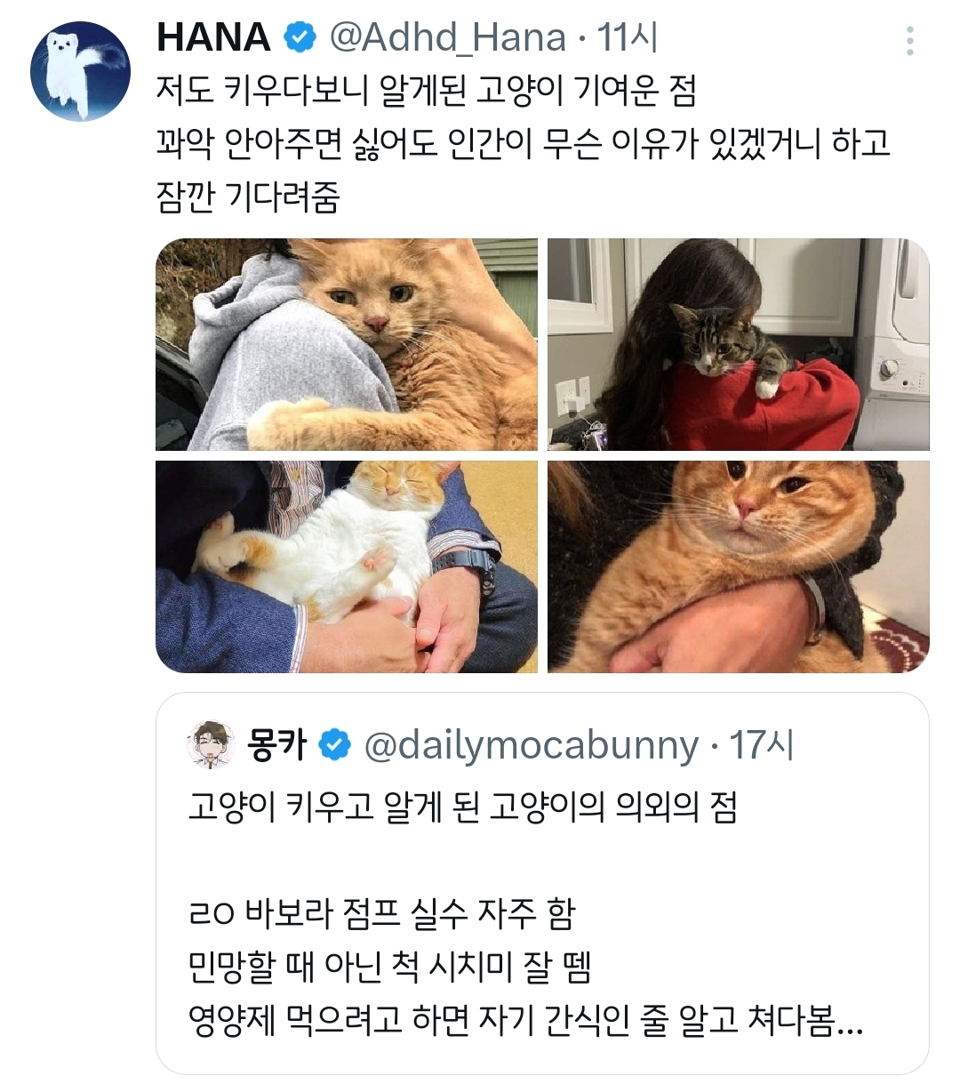 고양이-키우고-알게-된-고양이의-의외의-점.twt-1-이미지