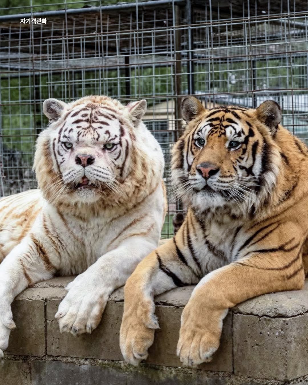 인간의-욕심때문에-남매간-근친교배로-태어난-다운증후군-호랑이-4-이미지
