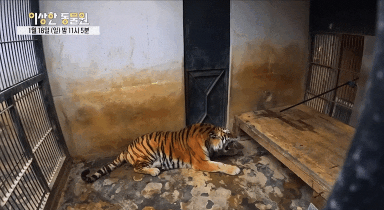 호랑이-내성-발톱-치료를-위해-목숨까지-거는-수의사-5-이미지