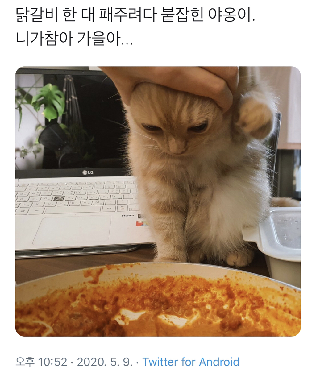 닭갈비-한대-패주려다-붙잡힌-야옹이-1-이미지