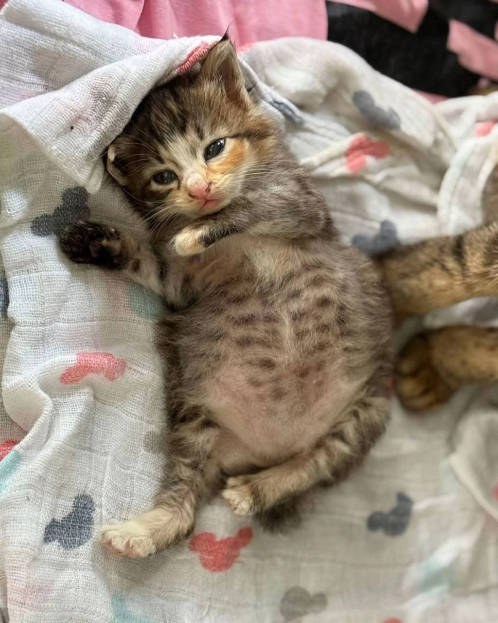 고양이가-외동으로-태어났을경우-2-이미지