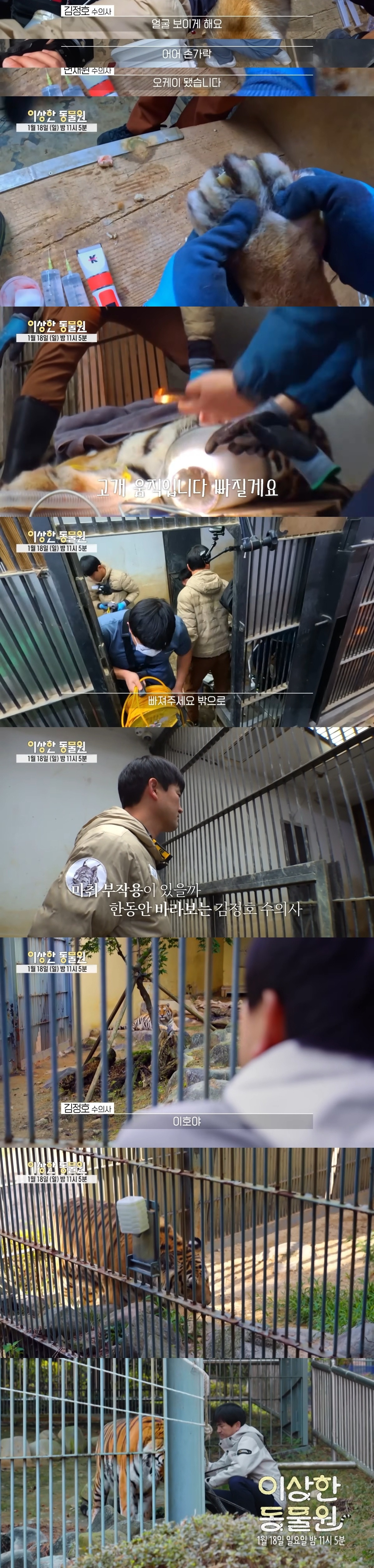 호랑이-내성-발톱-치료를-위해-목숨까지-거는-수의사-11-이미지