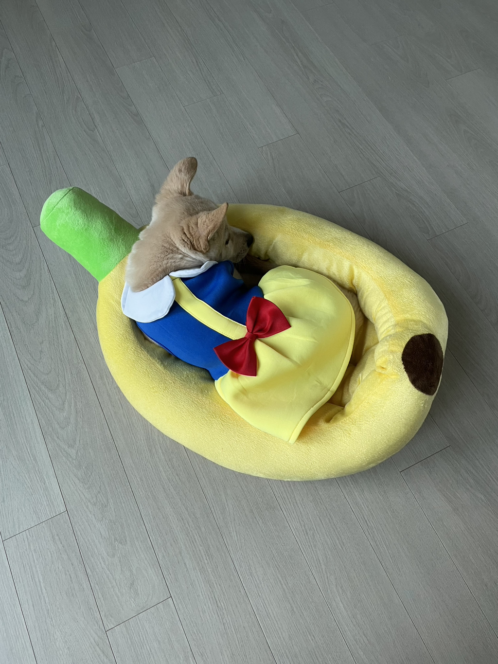 우리-강아지는-퍼피-때는-옷-잘입다가-한살부턴-모든-옷-다-거부하더라..-3-이미지