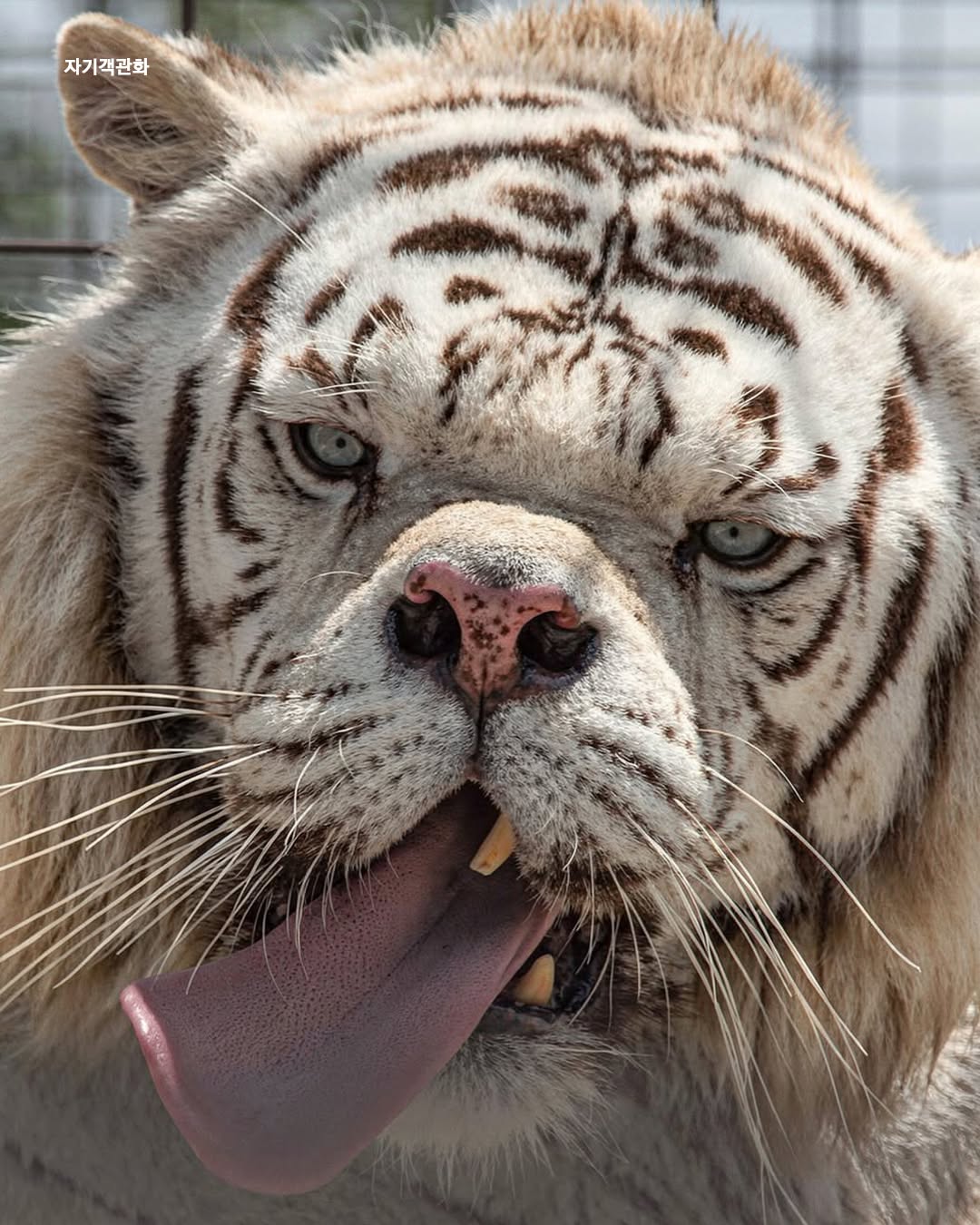 인간의-욕심때문에-남매간-근친교배로-태어난-다운증후군-호랑이-5-이미지