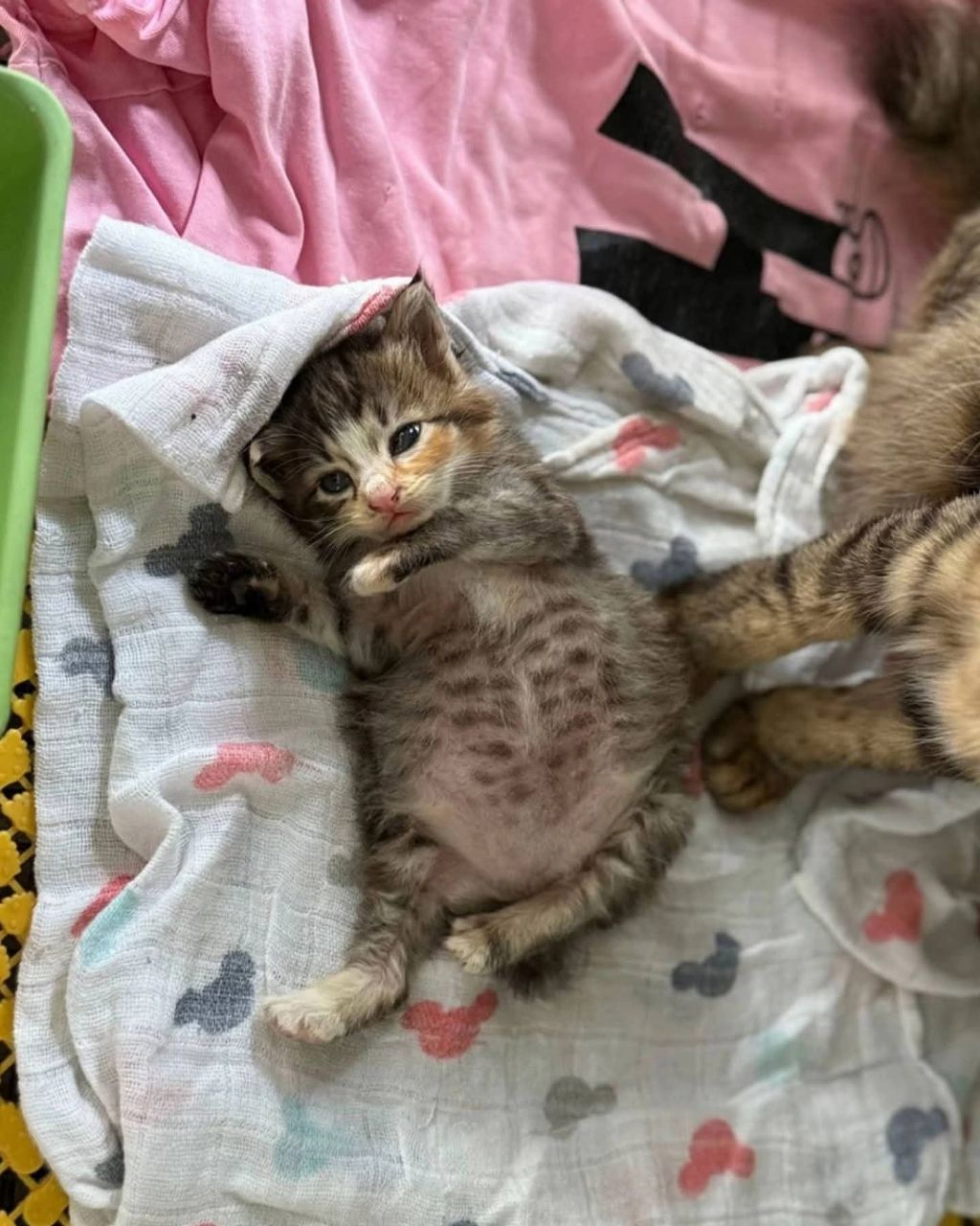 고양이가-외동으로-태어났을경우-1-이미지