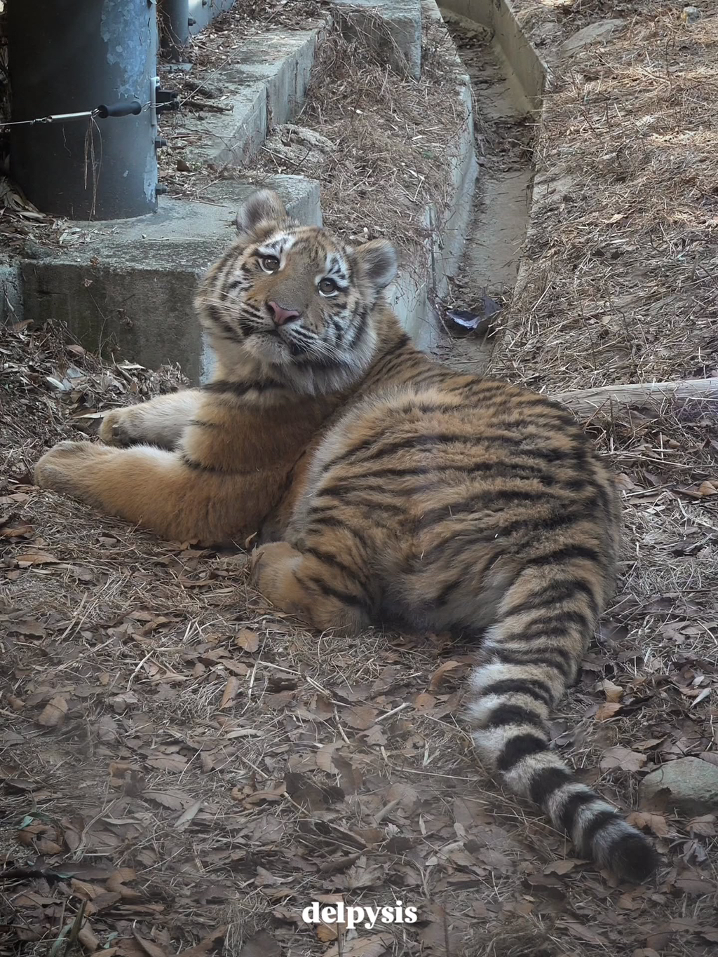 대체-언제쯤-무서워질거냐고-말나오는-설호...jpgif-6-이미지