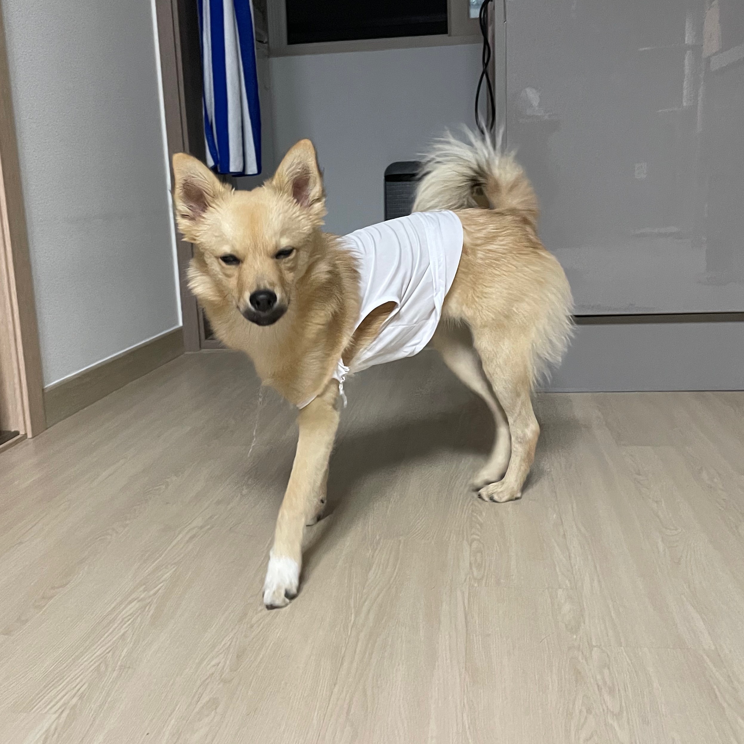 아ㅠ-개리야스-샀는데-망했어-6-이미지