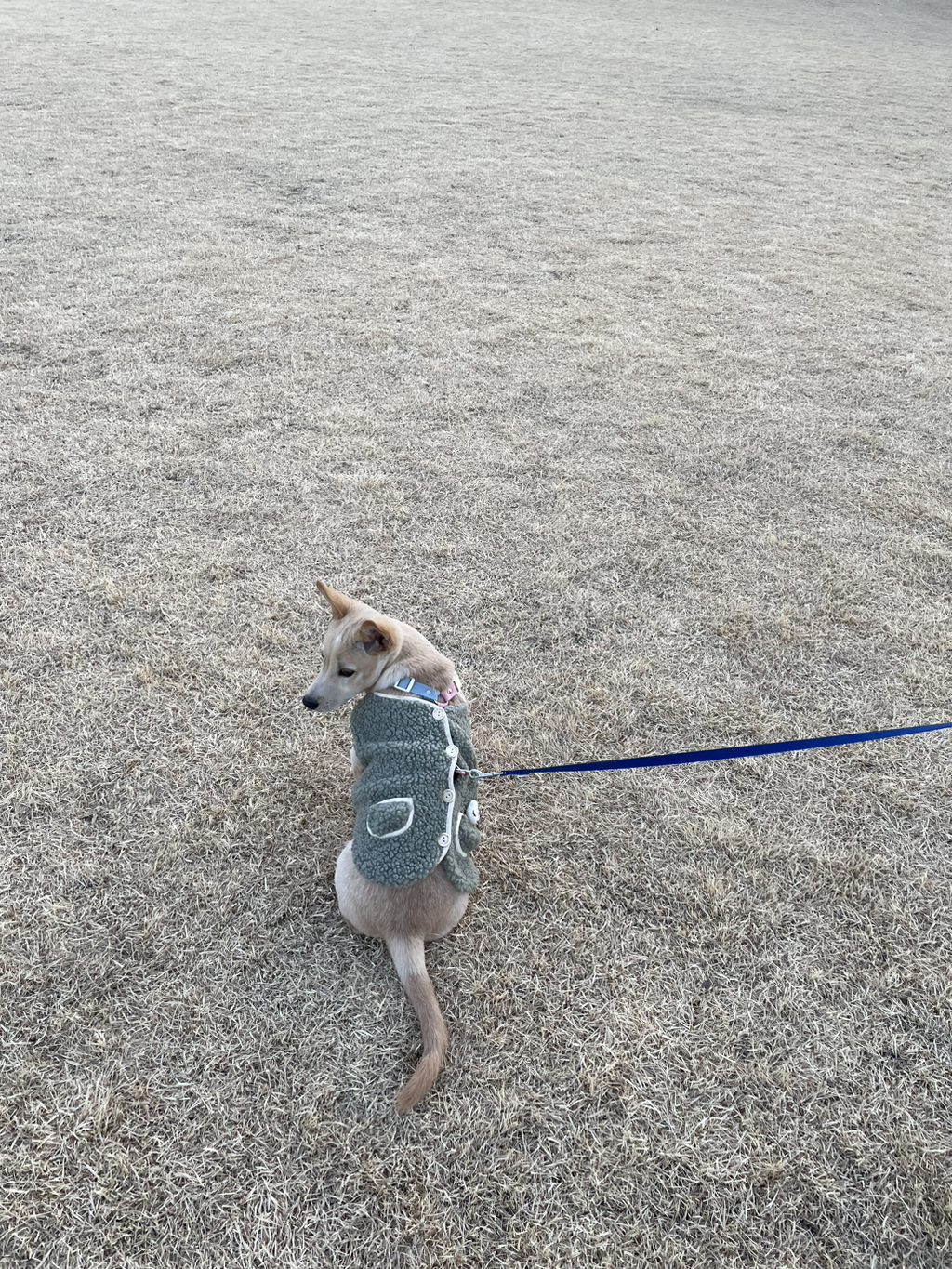 우리-강아지는-퍼피-때는-옷-잘입다가-한살부턴-모든-옷-다-거부하더라..-7-이미지