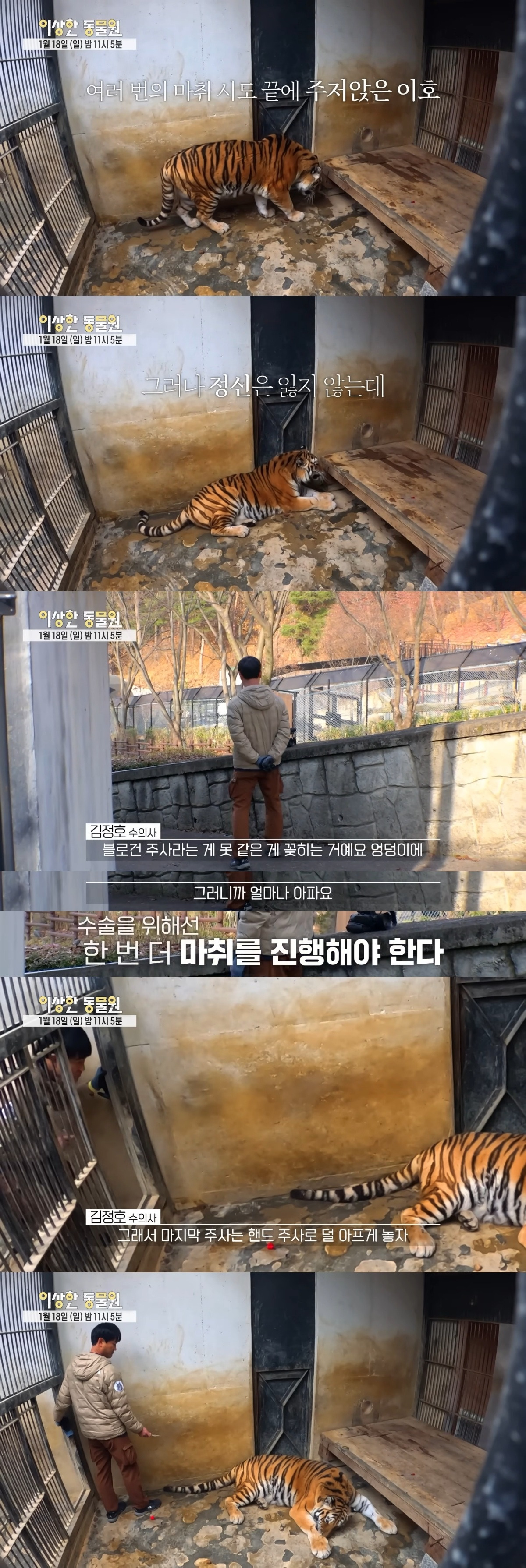 호랑이-내성-발톱-치료를-위해-목숨까지-거는-수의사-6-이미지