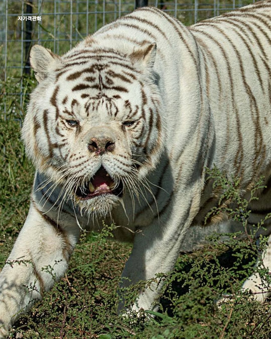 인간의-욕심때문에-남매간-근친교배로-태어난-다운증후군-호랑이-6-이미지