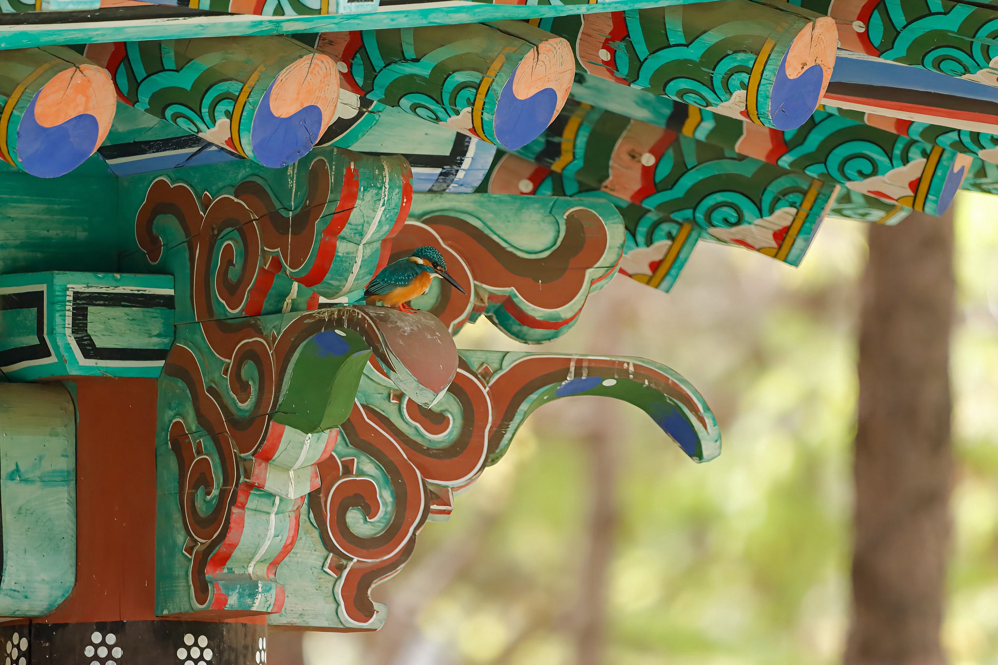 인자기급-위치선정-K물총새.jpg-1-이미지