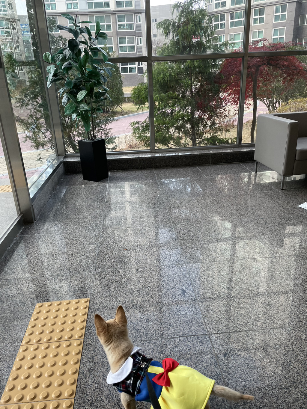 우리-강아지는-퍼피-때는-옷-잘입다가-한살부턴-모든-옷-다-거부하더라..-8-이미지