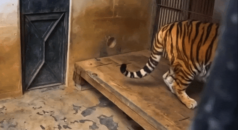 호랑이-내성-발톱-치료를-위해-목숨까지-거는-수의사-1-이미지