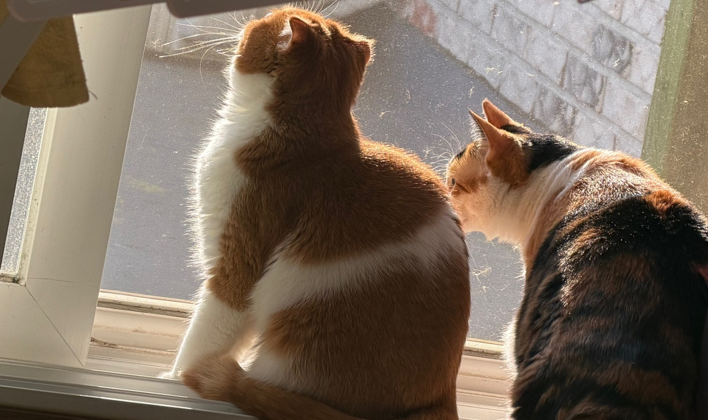 새구경함-1-이미지