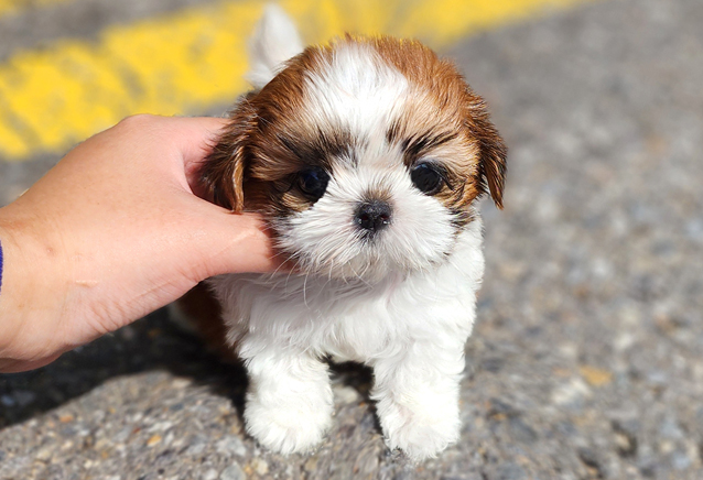 전형적인-반려견처럼-생겼는데-막상-키워-보면-강아지-느낌-잘-안나서-당황한다는-견종-1-이미지