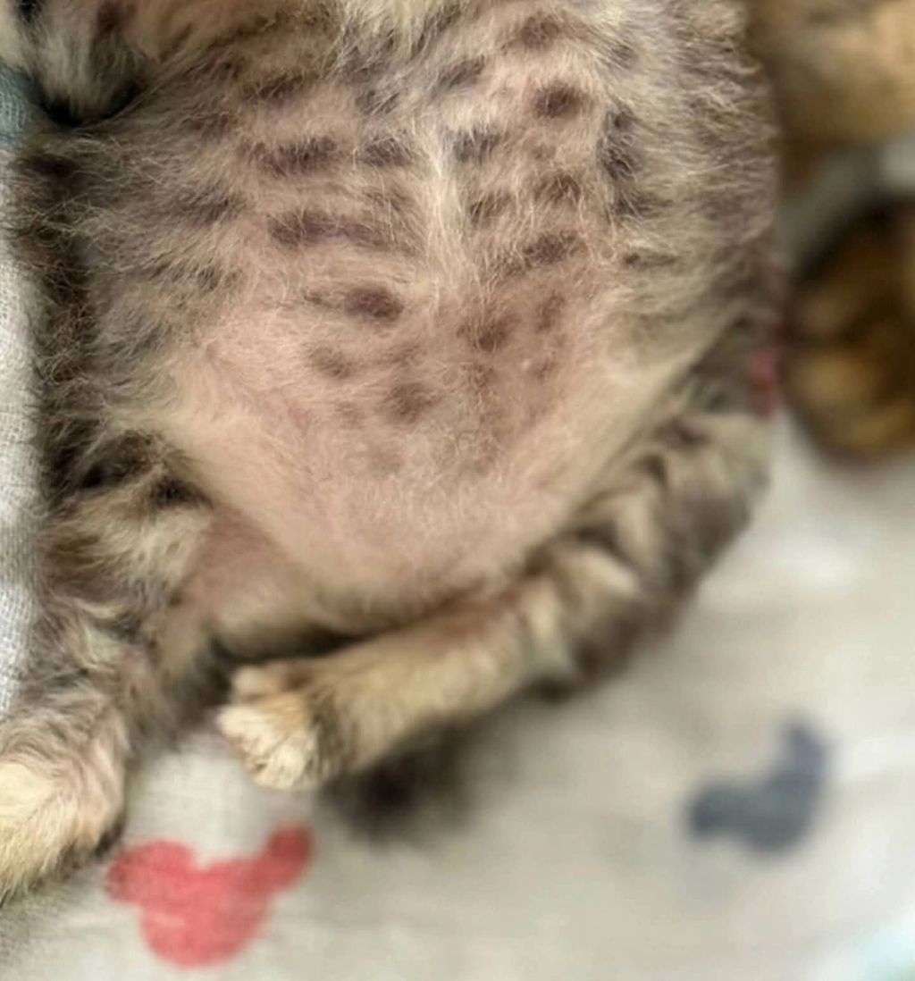 고양이가-외동으로-태어났을경우-5-이미지