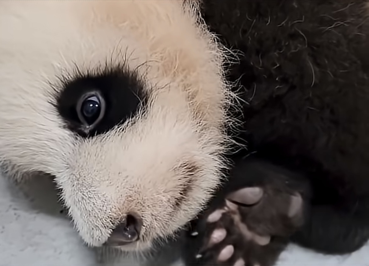 소원을-들어주는-판다-후이바오-8-이미지