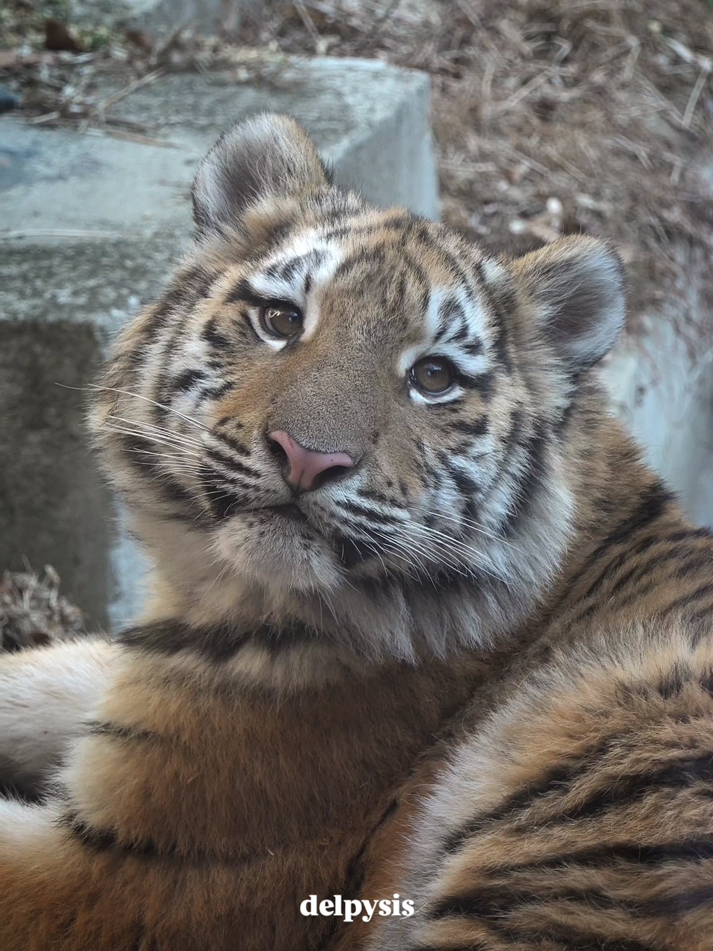 대체-언제쯤-무서워질거냐고-말나오는-설호...jpgif-5-이미지